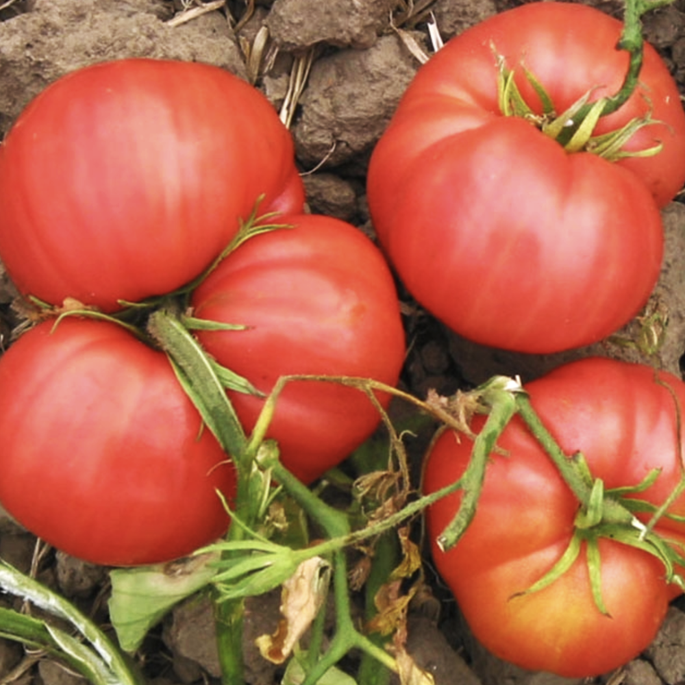 New for 2026 — Chicago Tomato Man